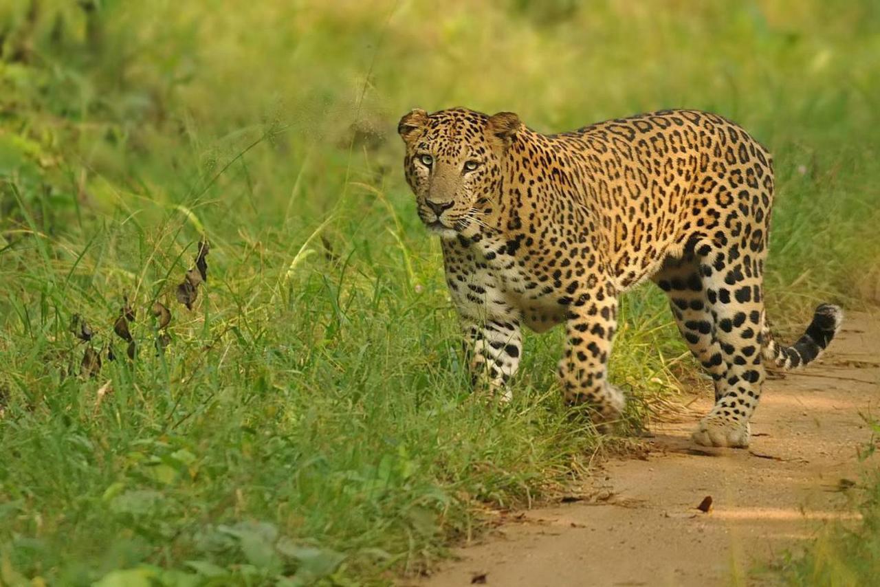 Jungle Trailz Kabini Bed and Breakfast Sargur Exterior foto